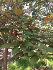 Prunus occidentalis