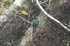 Trogon mexicanus