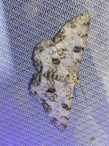 Parapercnia albosignaria albosignaria