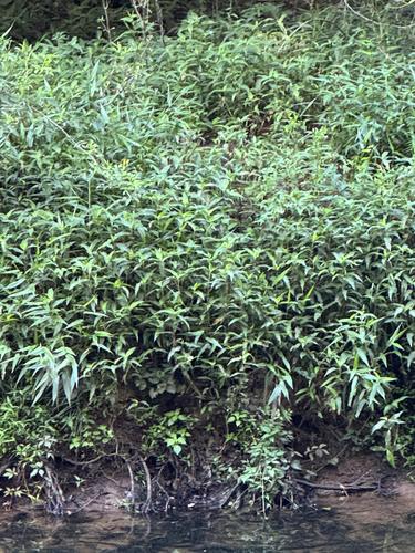 Japanese stiltgrass