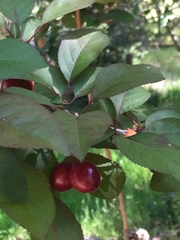 Prunus occidentalis