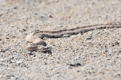 Crotalus cerastes laterorepens