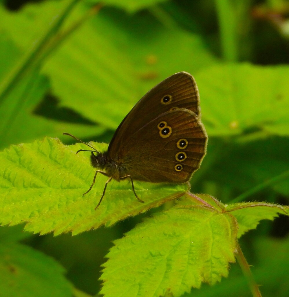Ringlet (Aphantopus hyperantus)