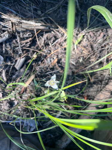 Lyall's Mariposa Lily