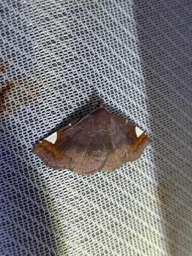 Pangrapta costinotata