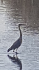 Ardea cinerea