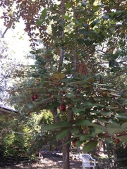 Prunus occidentalis