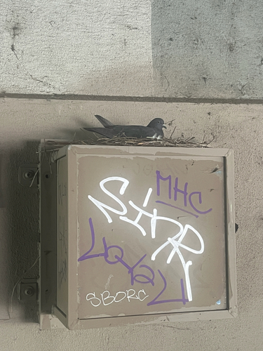 Rock Pigeon