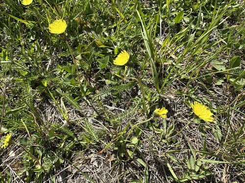 Pilosella lactucella, photograph 1
