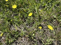 Pilosella lactucella, photograph (c) Jason Grant, some rights reserved (CC BY)