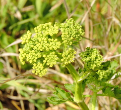 Polytaenia nuttallii
