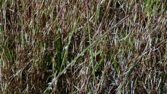 Parapholis strigosa, photograph author not stated, no rights reserved