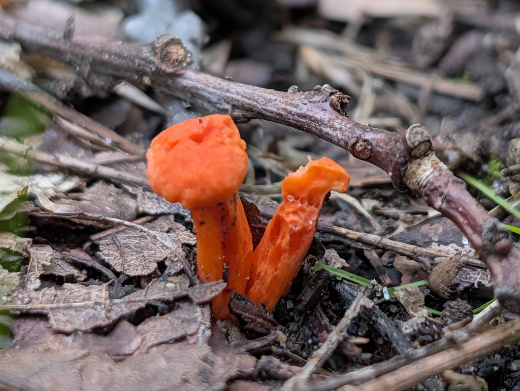 Red Chanterelle · June 2026 · photo: Photo: (c) Bryan Rennick, some rights reserved (CC BY) · iNaturalist