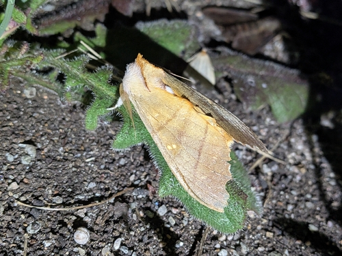 Euhampsonia cristata cristata