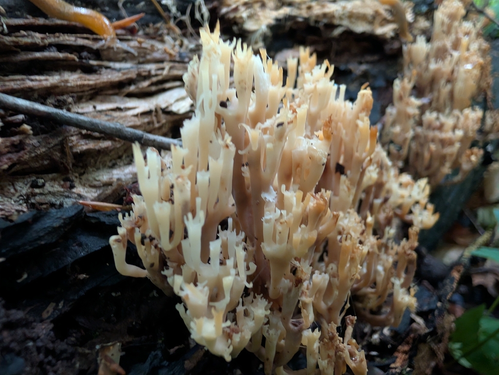 crown-tipped coral fungus · June 2026 · photo: Photo: (c) Bryan Rennick, some rights reserved (CC BY) · iNaturalist