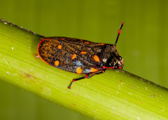 Mahanarva costaricensis