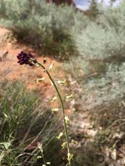 Streptanthus longirostris