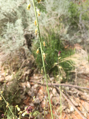 Streptanthus longirostris