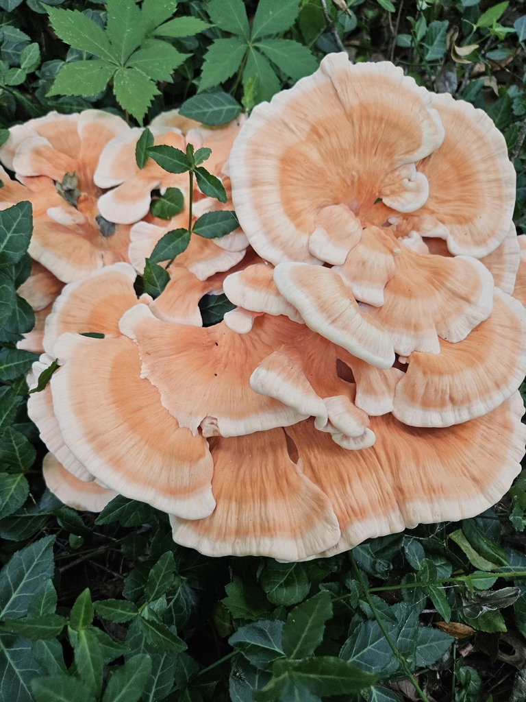 White-pored Chicken of the Woods · June 2026 · photo: Photo: (c) Mac Post, some rights reserved (CC BY) · iNaturalist