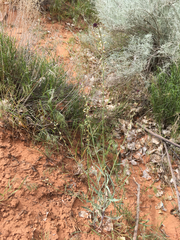 Streptanthus longirostris