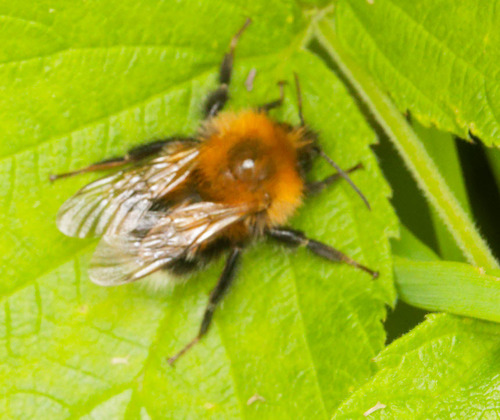 Tree Bumble Bee