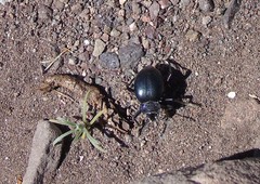 Psectrascelis intricaticollis