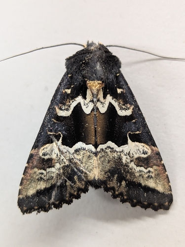 Phlogophora albovittata