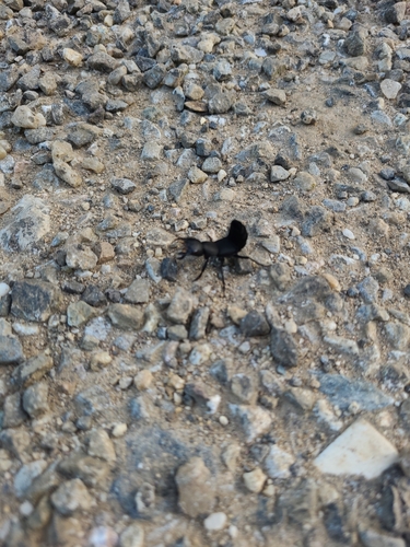 Devil's Coach Horse Beetle