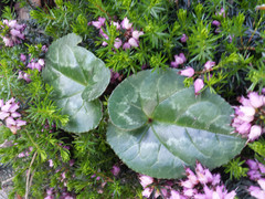 Cyclamen hederifolium
