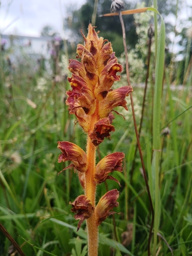 Slender Broomrape