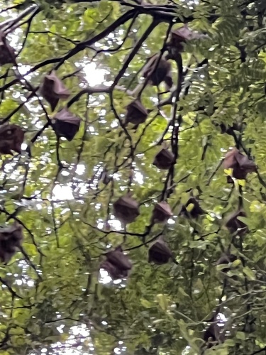 Gambian Epauletted Fruit Bat