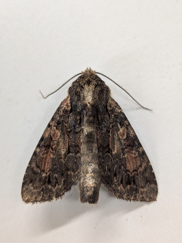 Apamea commixta