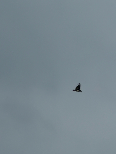 Red-headed Vulture (Sarcogyps calvus), photo 10