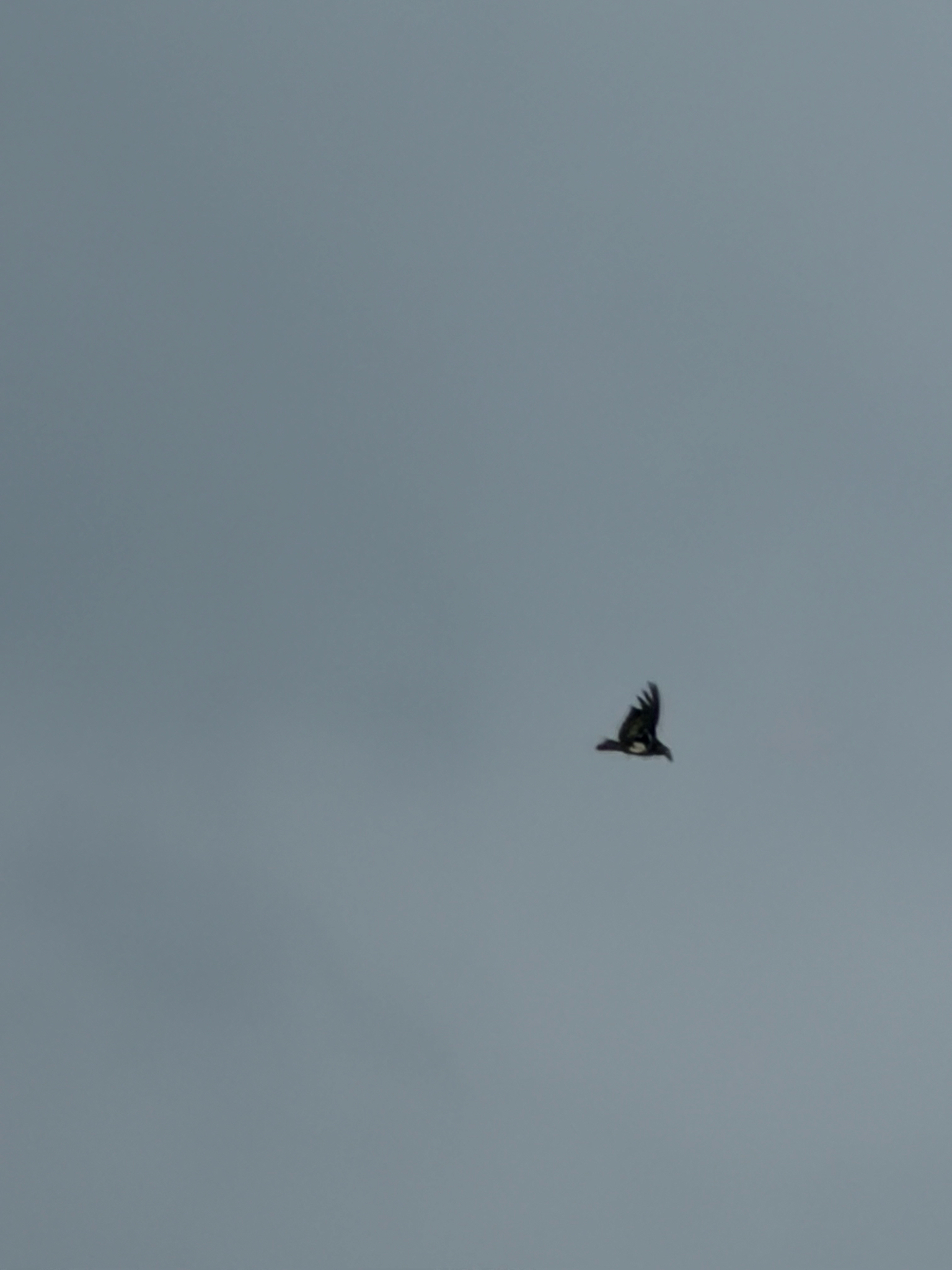 Red-headed Vulture (Sarcogyps calvus), photo 10