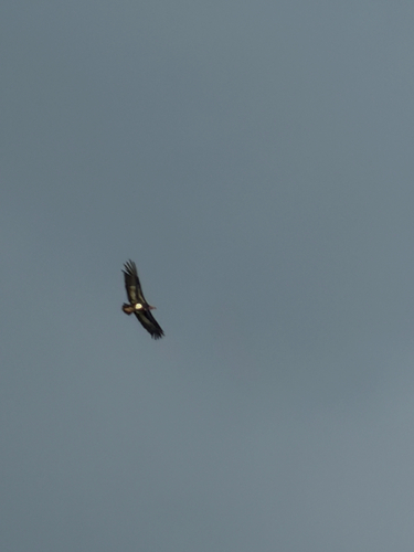 Red-headed Vulture (Sarcogyps calvus), photo 9