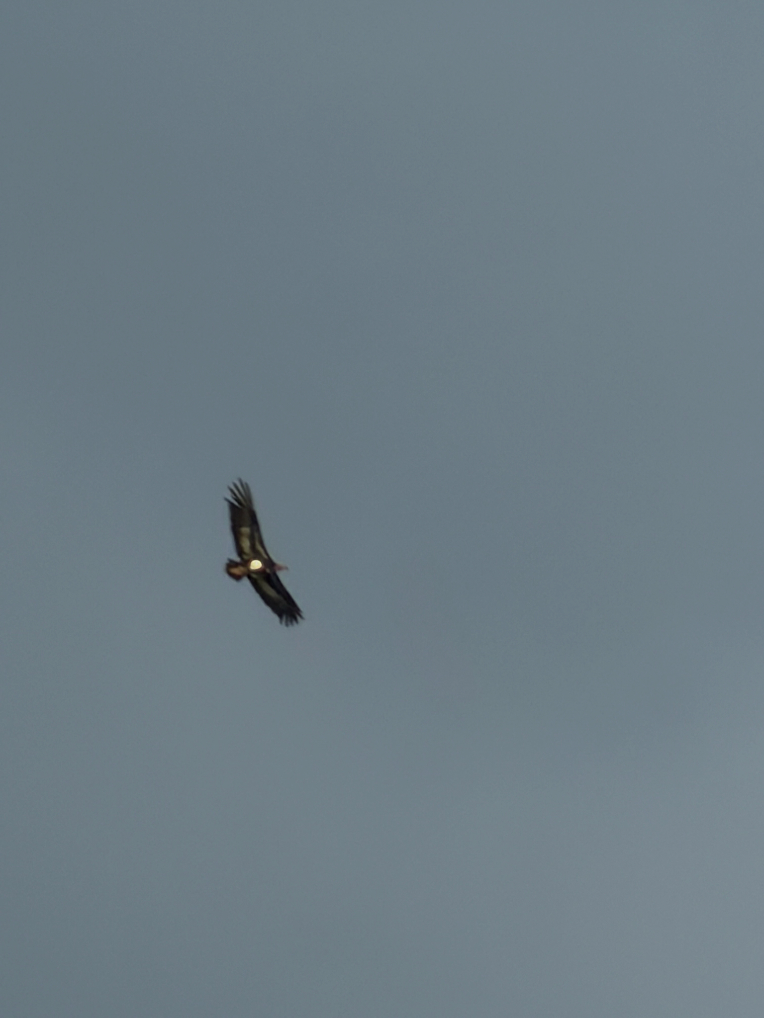 Red-headed Vulture (Sarcogyps calvus), photo 9