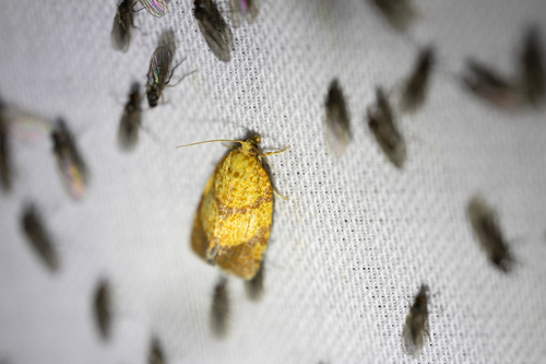 Four-lined Leafroller Moth (Argyrotaenia quadrifasciana)