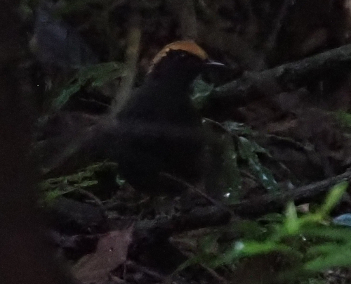 Rufous-capped Antthrush (Formicarius colma)