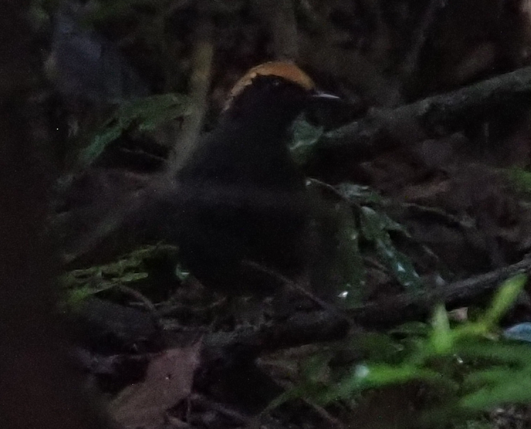 Rufous-capped Antthrush (Formicarius colma), photo 1