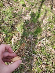 Morchella americana