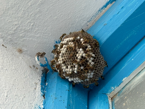 European Paper Wasp