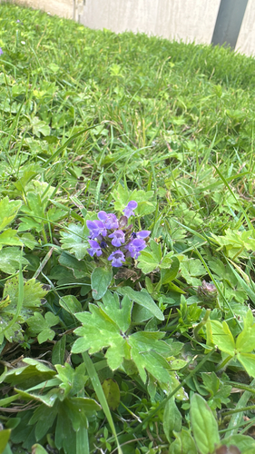 common selfheal