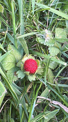 mock strawberry