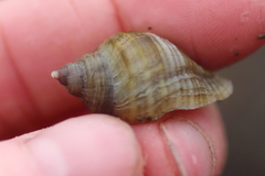 Nucella lima