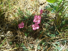 Oenothera deserticola