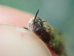 Odontomyia argentata