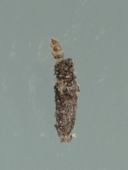 Dahlica triquetrella