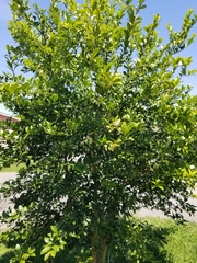 Citrus × latifolia