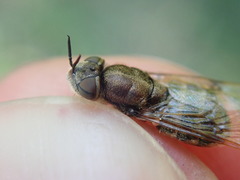 Odontomyia argentata
