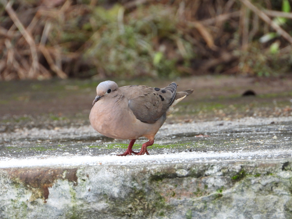Eared Dove